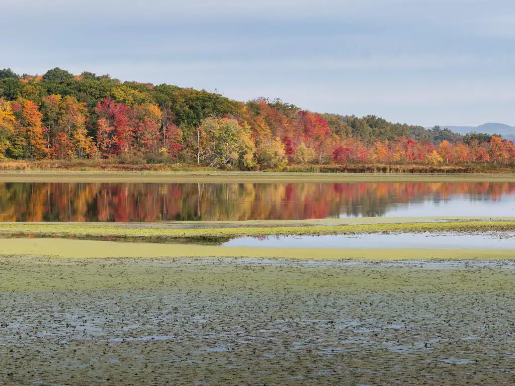 Bosque estatal de la montaña de octubre, Massachusetts, con vistas al estanque en primer plano contra el follaje del bosque como telón de fondo en colores otoñales.
