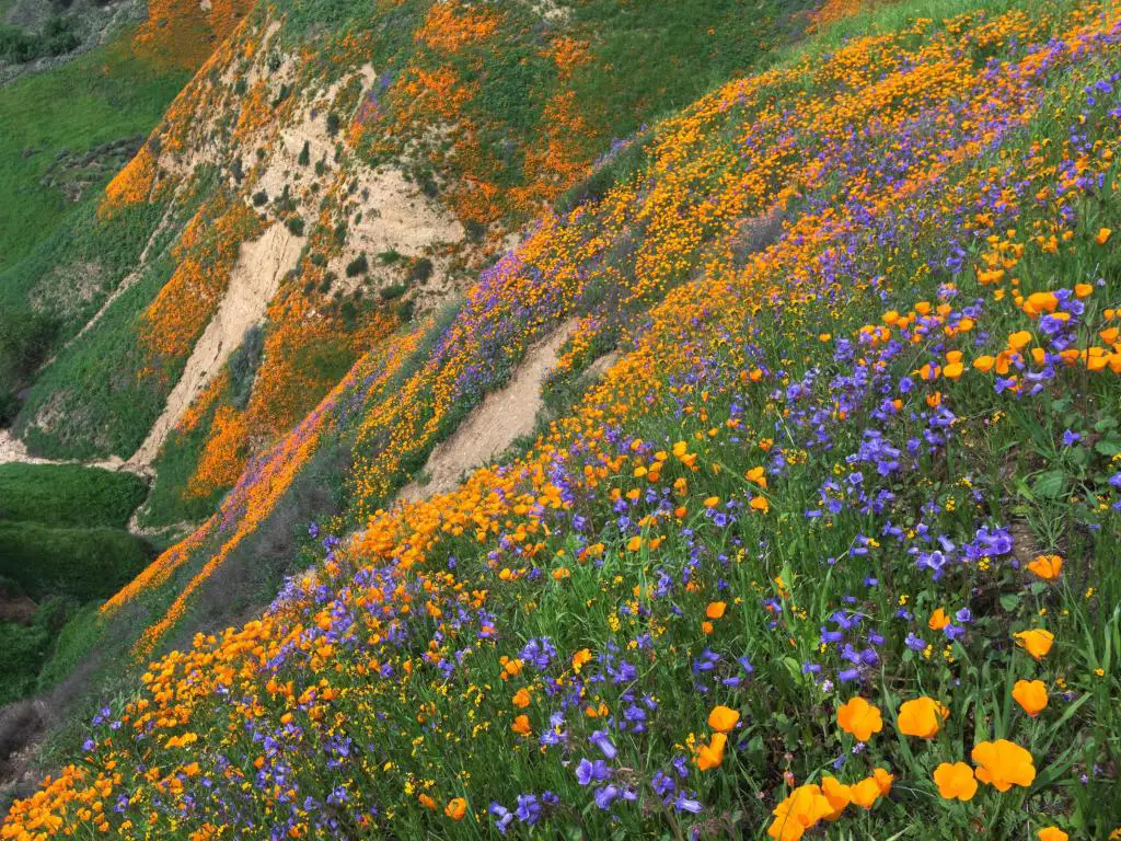 California Golden Poppy y Phacelia Minor floreciendo en Chino Hills State Park, California