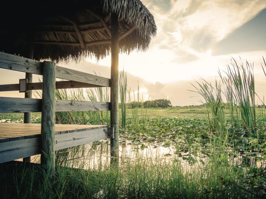 Parque Nacional Everglades, Florida al amanecer con una plataforma de madera en primer plano con vistas a las aguas cubiertas de plantas verdes.