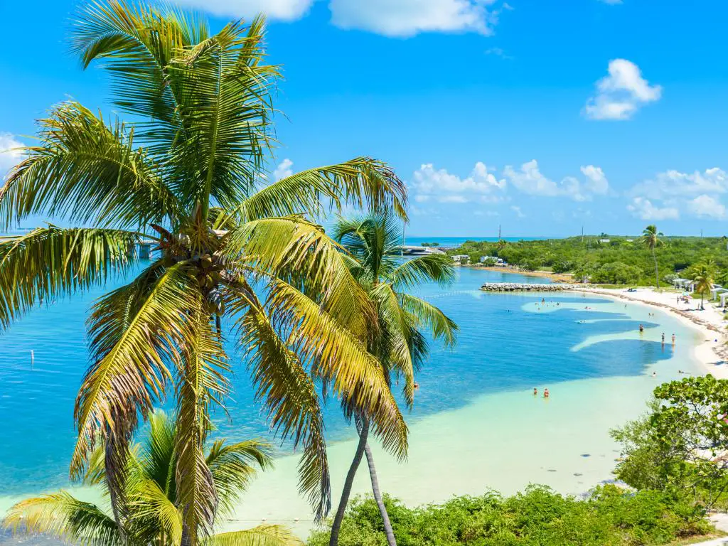 Parque Estatal Bahia Honda, Calusa Beach, Cayos de Florida con una gran palmera en primer plano, una costa tropical con arenas doradas y árboles a lo lejos bajo un cielo azul soleado.