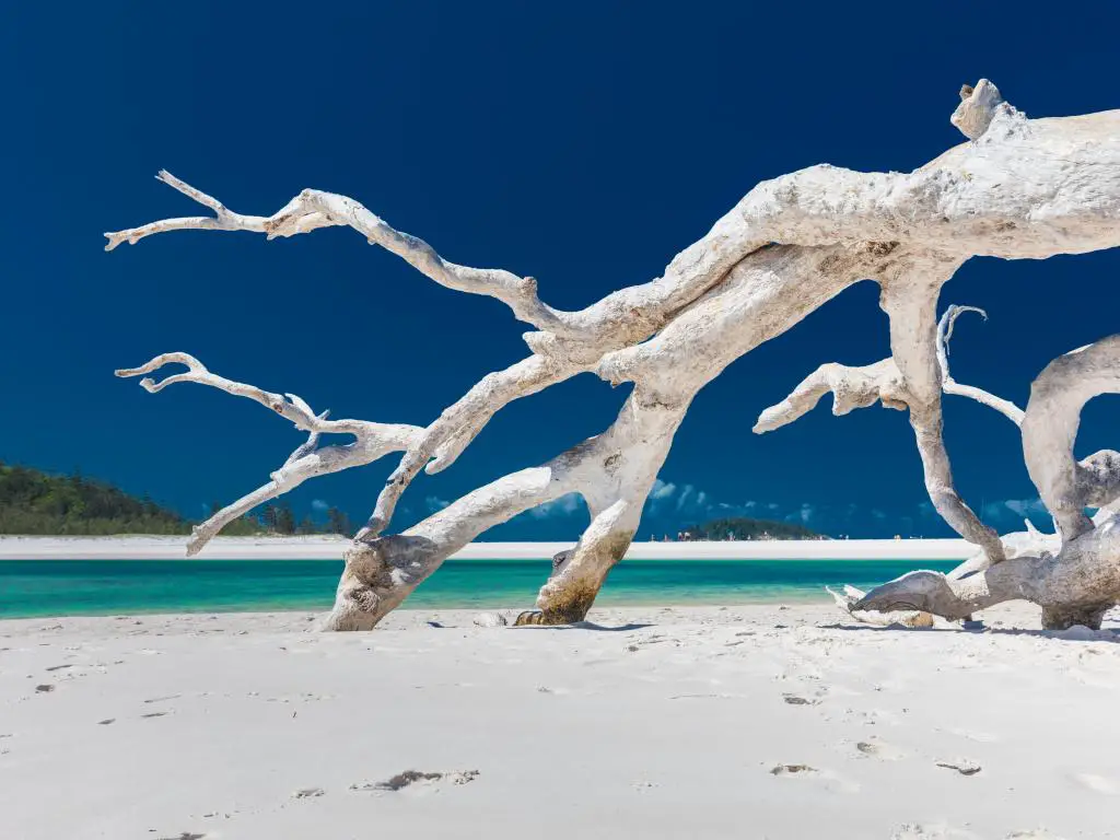 Árbol de madera blanca a la deriva en la increíble playa de Whitehaven con arena blanca en las Islas Whitsunday, al norte de Queensland, Australia