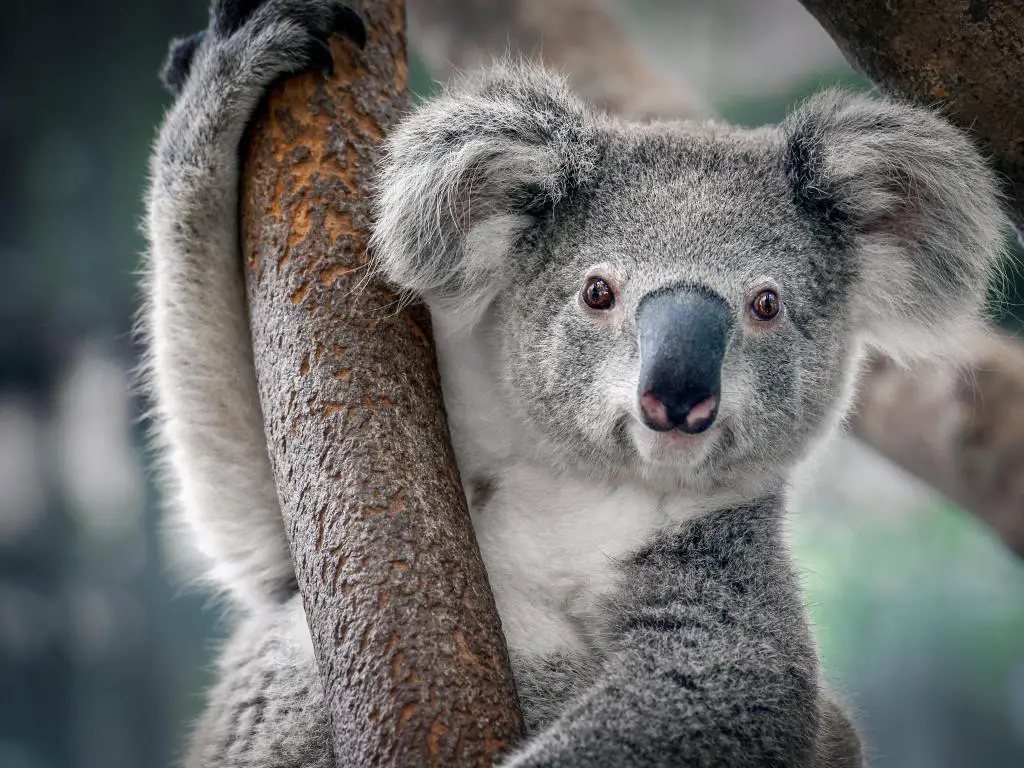 Koala en un árbol