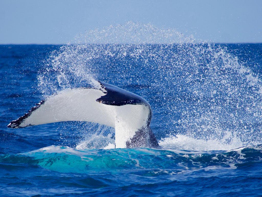 La cola blanca y negra de una ballena jorobada rompe el océano azul y envía un rocío blanco al aire
