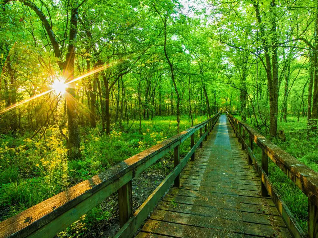 Natchez, Mississippi al amanecer con una plataforma de madera que conduce a la distancia rodeada de un exuberante bosque verde.