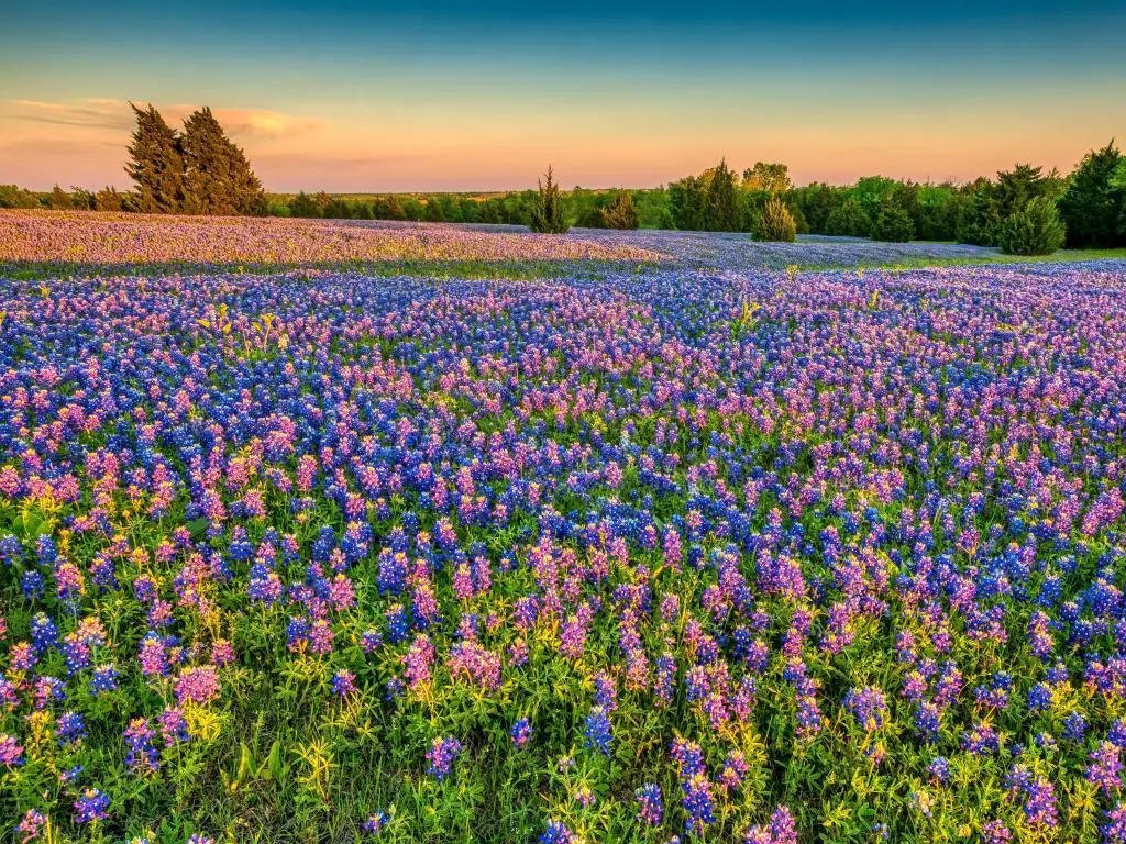 Una amplia pradera de flores silvestres azules y rosas iluminadas por la luz del sol dorado de la tarde