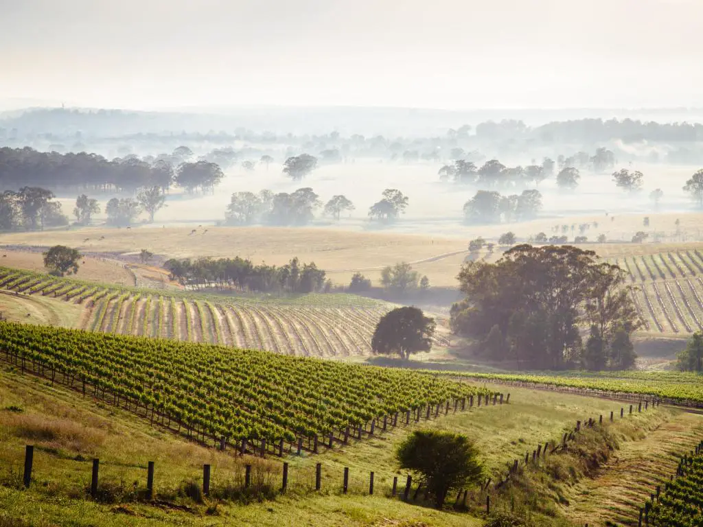 Hunter Valley, NSW Australia al amanecer con viñedos en primer plano y colinas en la niebla en la distancia. 