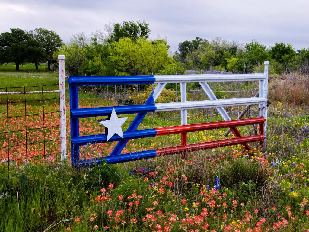 Field Gate pintado con los colores de la bandera de Texas en un campo de Paintbrush, Bluebonnets y flores amarillas.