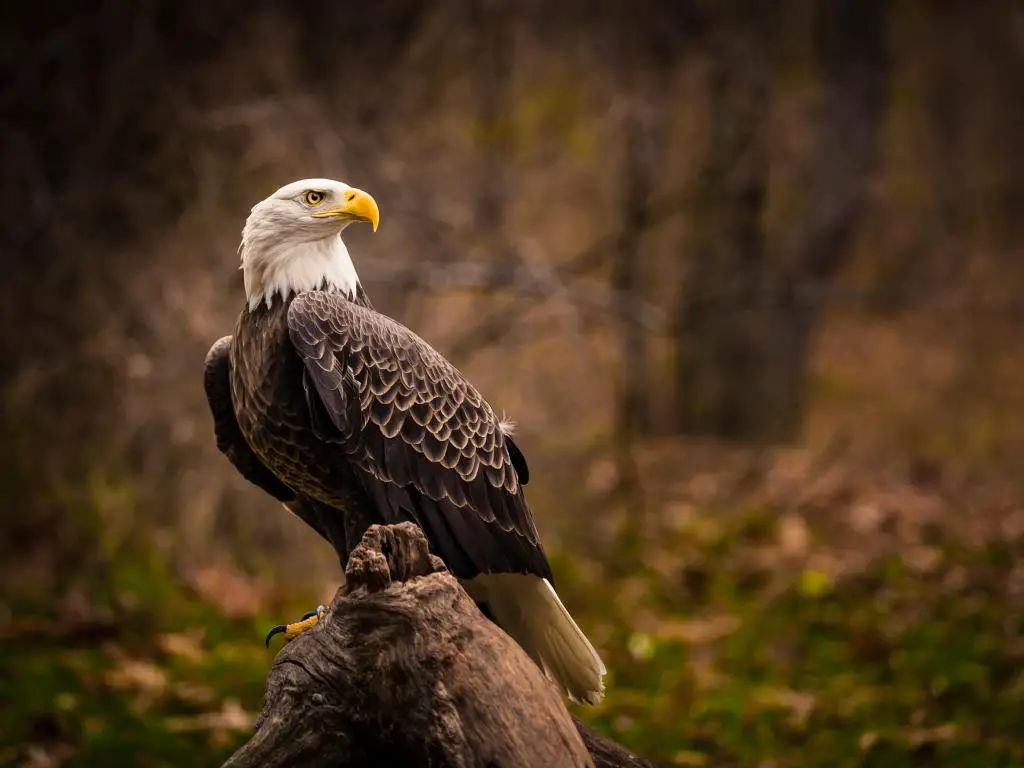 Águila grande con cabeza blanca, pico amarillo y cuerpo marrón, posada en el tocón de un árbol