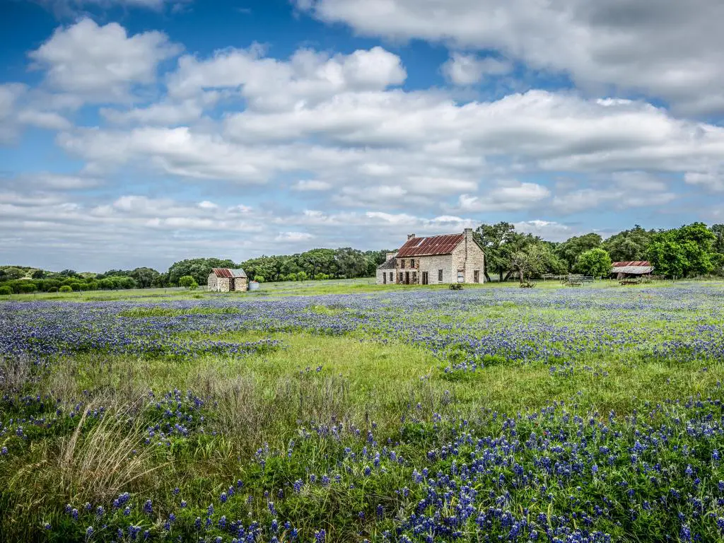 La casa de campo de piedra caliza está rodeada por un prado de flores silvestres de color azul brillante