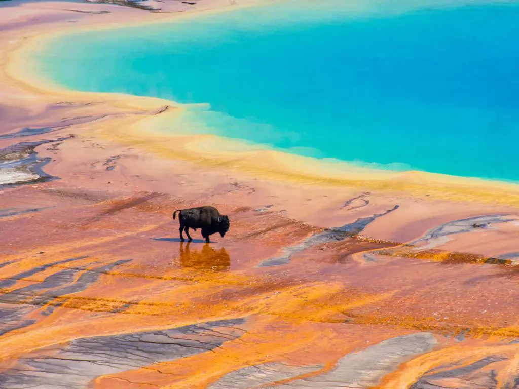 Bisonte negro caminando por un suelo amarillo vibrante junto al agua de manantial azul brillante