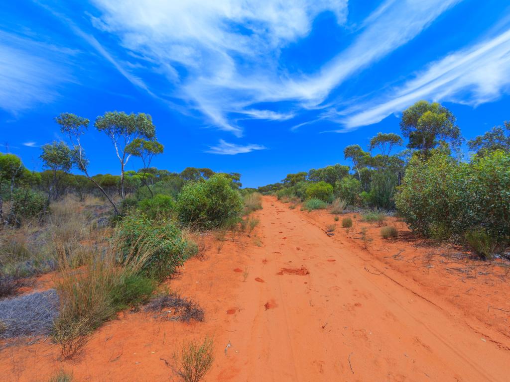 Camino de tierra roja justo a través de Mallee en el Parque Nacional Murray Sunset en Victoria, Australia, contra un fondo de cielo azul con una cubierta de nubes ligeras