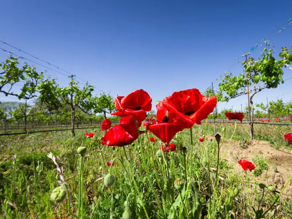 Amapolas rojas brillantes en exhibición en un soleado día de primavera en un viñedo de Texas