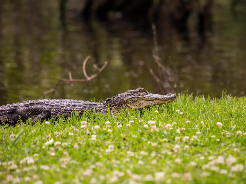 Avery Island, EE.UU. con un caimán en Jungle Gardens sentado en el césped con un río al fondo. 