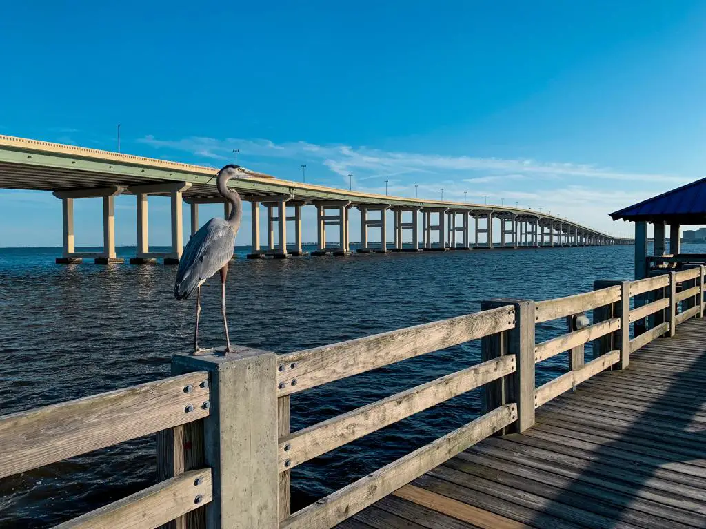 Pájaro enmarcado en el puente Biloxi/Ocean Springs Mississippi.  en la costa del golfo, hermosos cielos y agua vistos en la toma