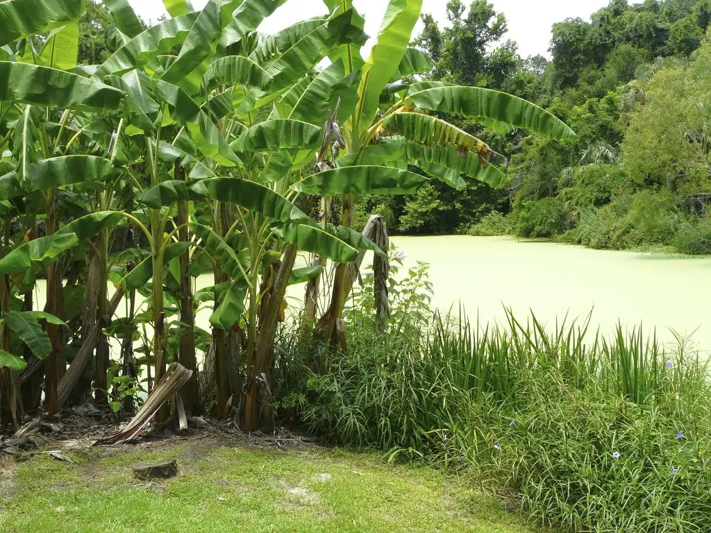 Jardín Botánico Kanapaha, Gainesville, Florida, con plátanos que crecen en un área cubierta de hierba que conduce a un estanque en el fondo.