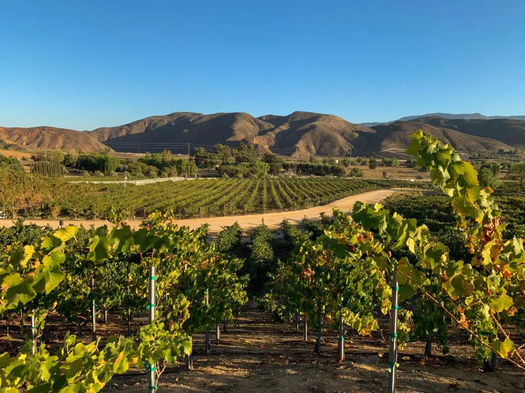Viñedos en la región vinícola de Temecula, en el sur de California, con las uvas en primer plano y las montañas detrás.