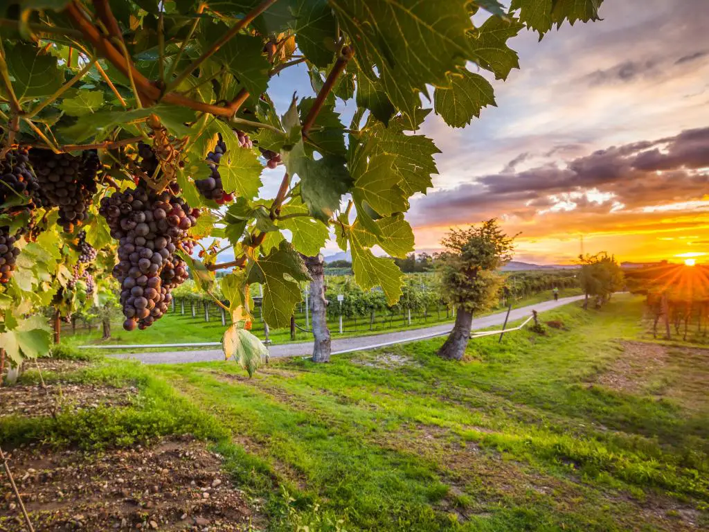 Napa Wine Country Vineyard con cosecha de uva en primer plano con la puesta de sol en la distancia.