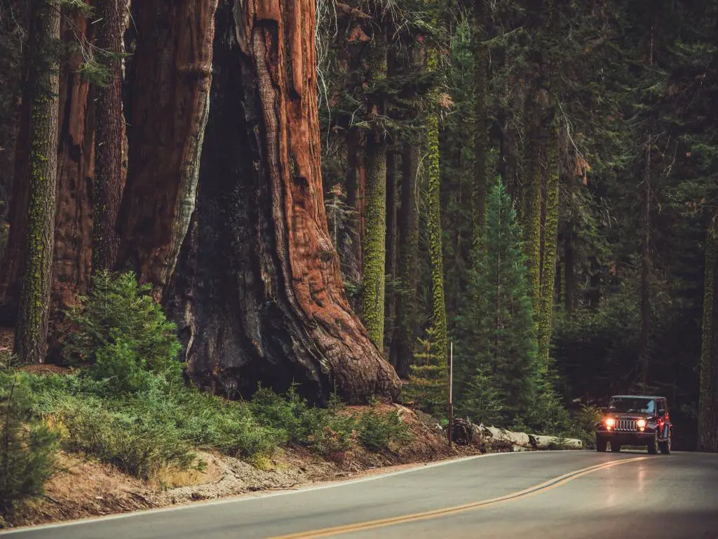   Un árbol gigante de Sequoia y un automóvil que conduce a lo largo del Parque Nacional Sequoia.