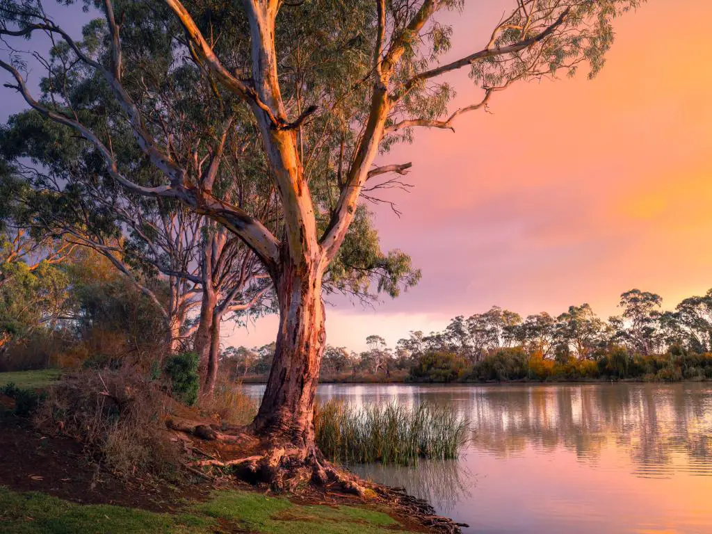 Río Murray, Australia del Sur al atardecer con árboles altos a la izquierda y el río reflejando los árboles en el fondo.