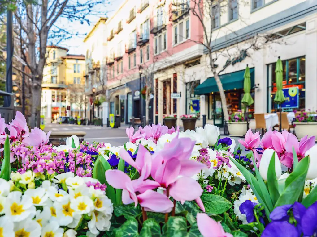 San José, California, con macizos de flores en primer plano y una calle con varias tiendas al fondo. 