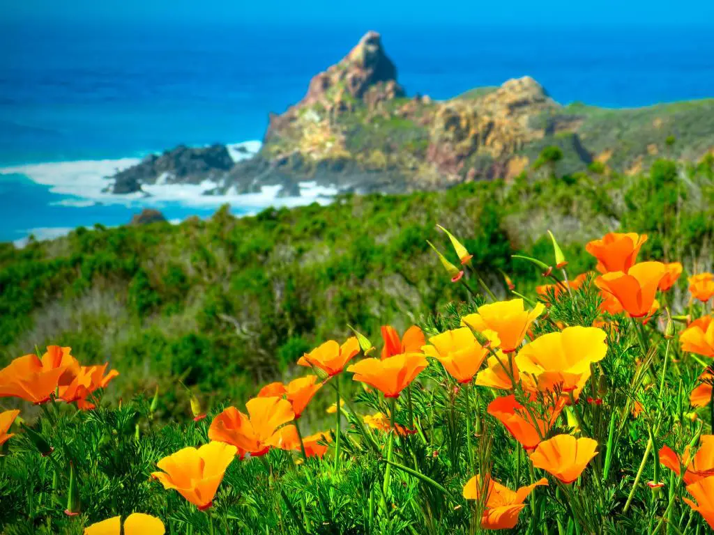 Amapolas naranjas de California en plena floración en primavera a lo largo de la costa, con el mar y el cielo azul de fondo