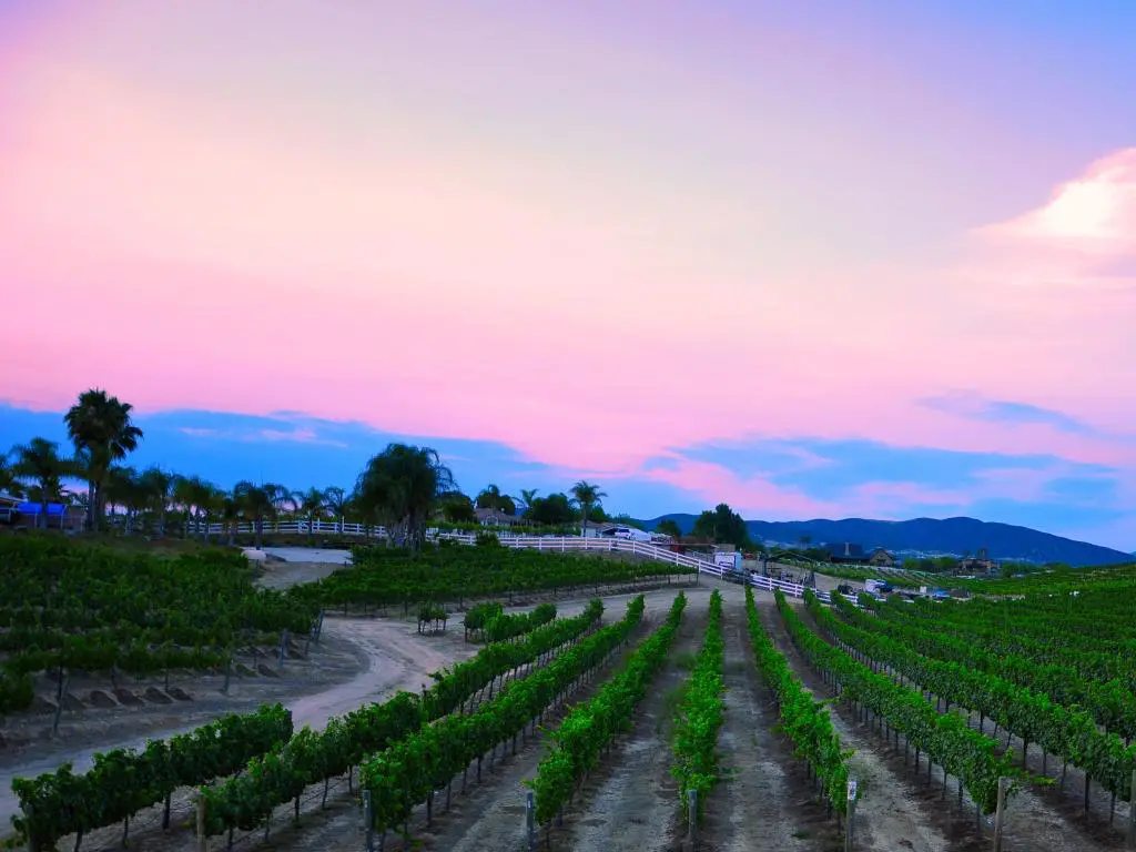 Viñedo en Temecula, California, con la puesta de sol y los viñedos en primer plano a la sombra.