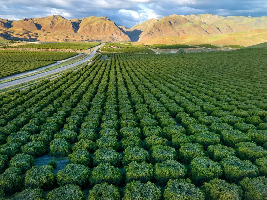 Plantación de olivos en Bakersfield, California, con montañas al fondo, bajo un cielo nublado