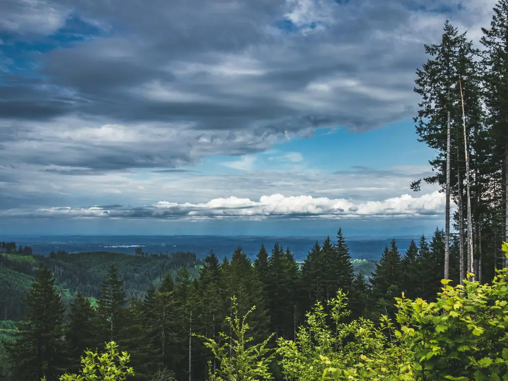 Vista de Capitol State Forest, Washington bajo un cielo nublado