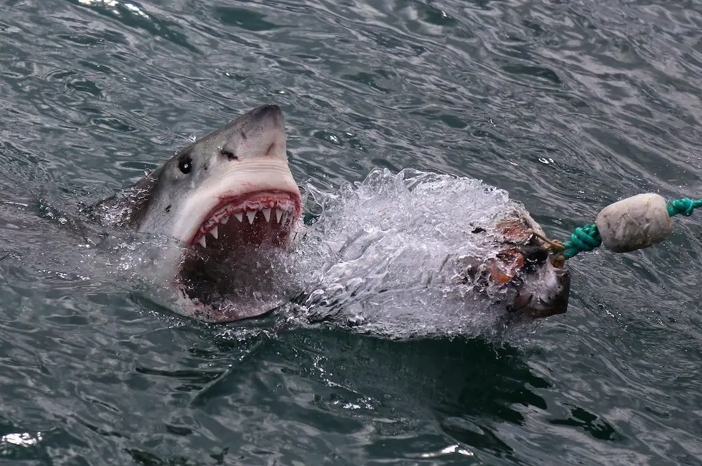 Gran tiburón blanco arremetiendo fuera del agua