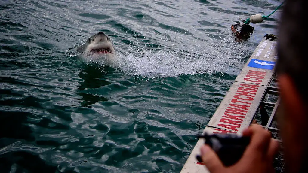 Gansbaai Sudáfrica Gran tiburón blanco Buceo en jaula