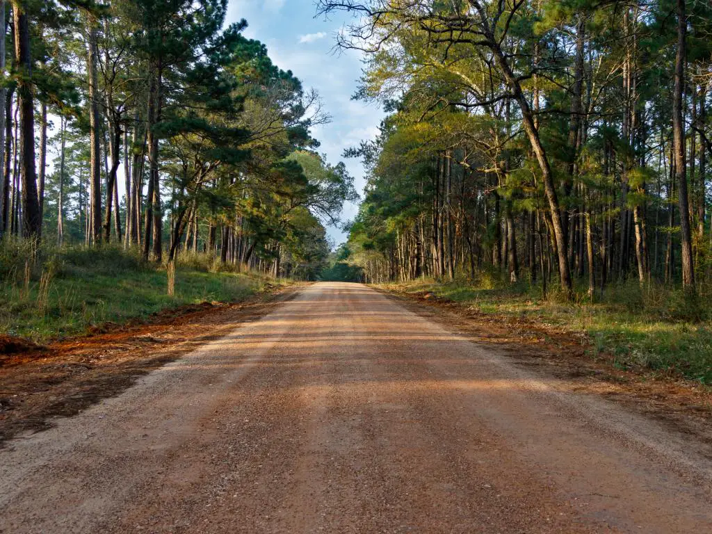 Carretera en el Bosque Nacional Sam Houston en el viaje por carretera de Dallas a Houston