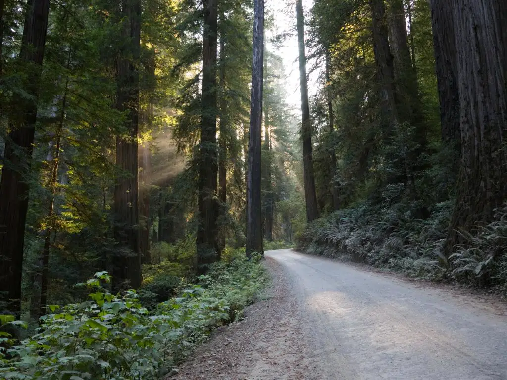 Un camino a través de las secuoyas gigantes en el Parque Nacional Redwood en el norte de California.