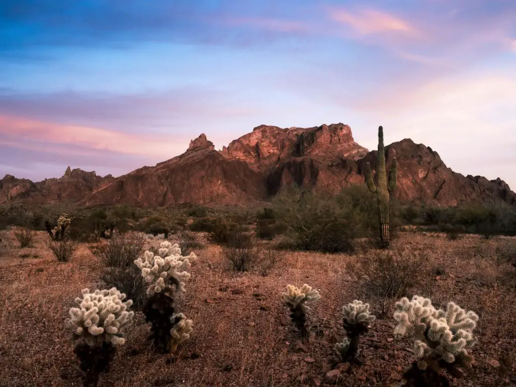 El Refugio de Vida Silvestre de Kofa con cactus saguaro y plantas florecientes del desierto en Arizona.