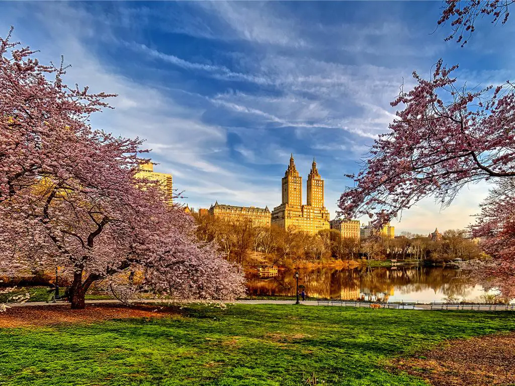 Cerezos en flor que reflejan el agua a principios de la primavera en Central Park con el horizonte de Manhattan, Nueva York.