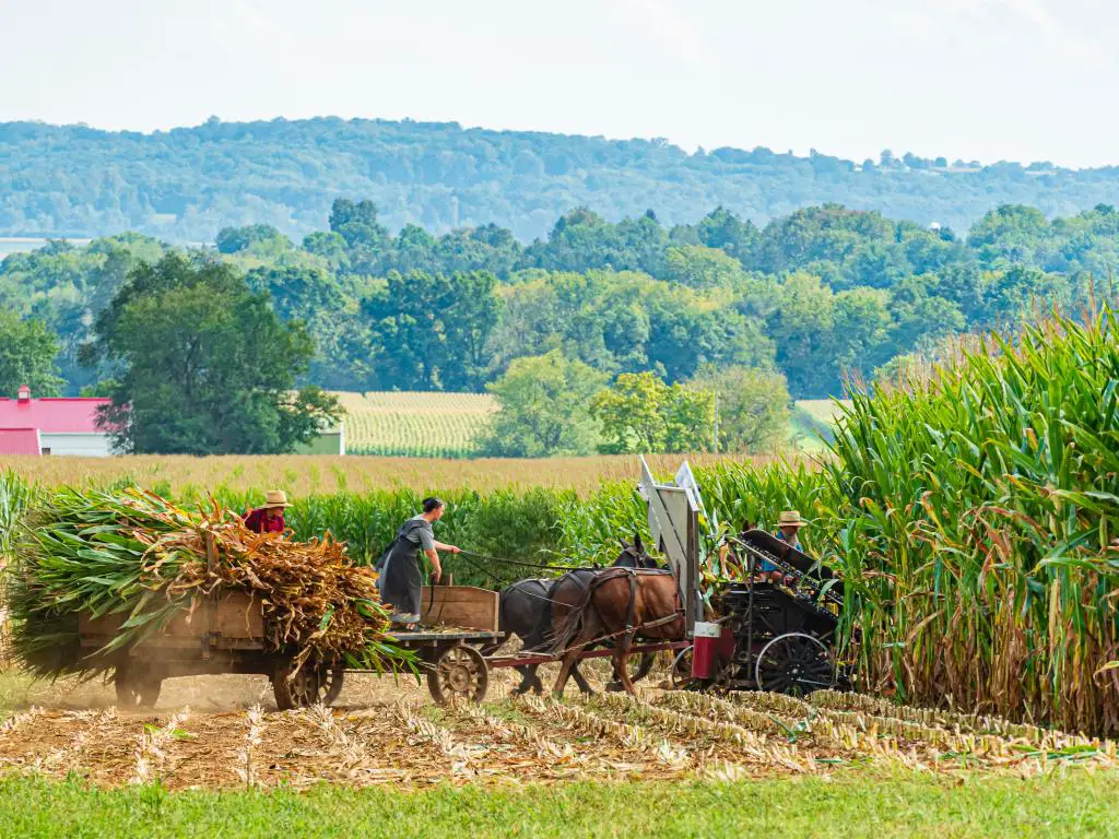 Dos hombres Amish y una mujer manejan sus caballos mientras cosechan maíz durante un día soleado en Lancaster, Pensilvania.