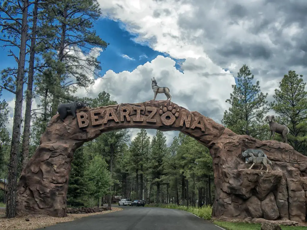 Un arco con Bearizona, estatuas de lobos, y un oso en él y dos autos circulando por un camino sinuoso con una vista de altos pinos