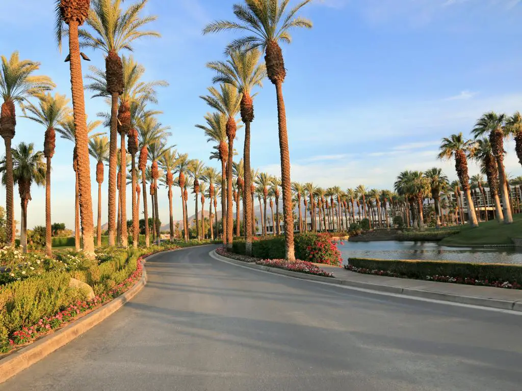 Una vista panorámica de las palmeras a lo largo de la carretera en un buen día en Palm Spring, California