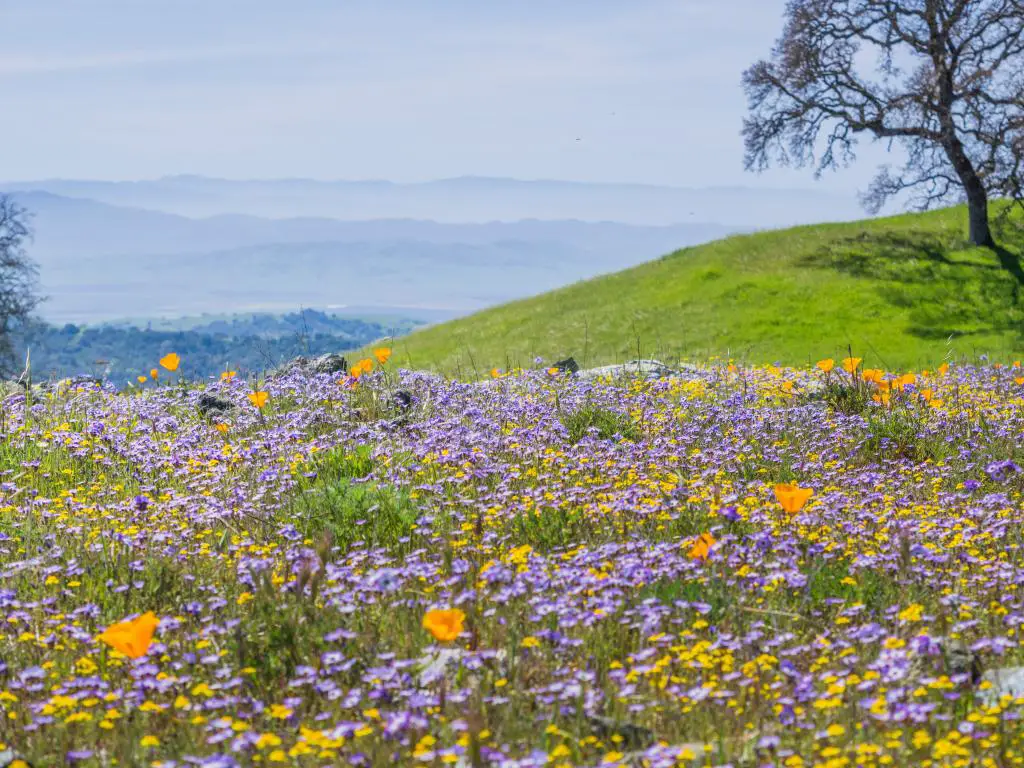 Campo de coloridas flores silvestres en las colinas del Parque Estatal Henry W. Coe, California
