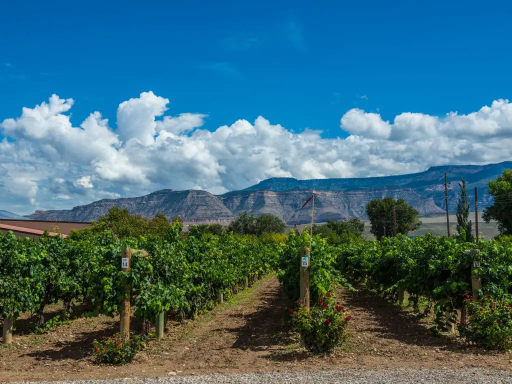 Hileras de viñedos plantadas en Palisade, Colorado, con la montaña Grand Mesa al fondo.