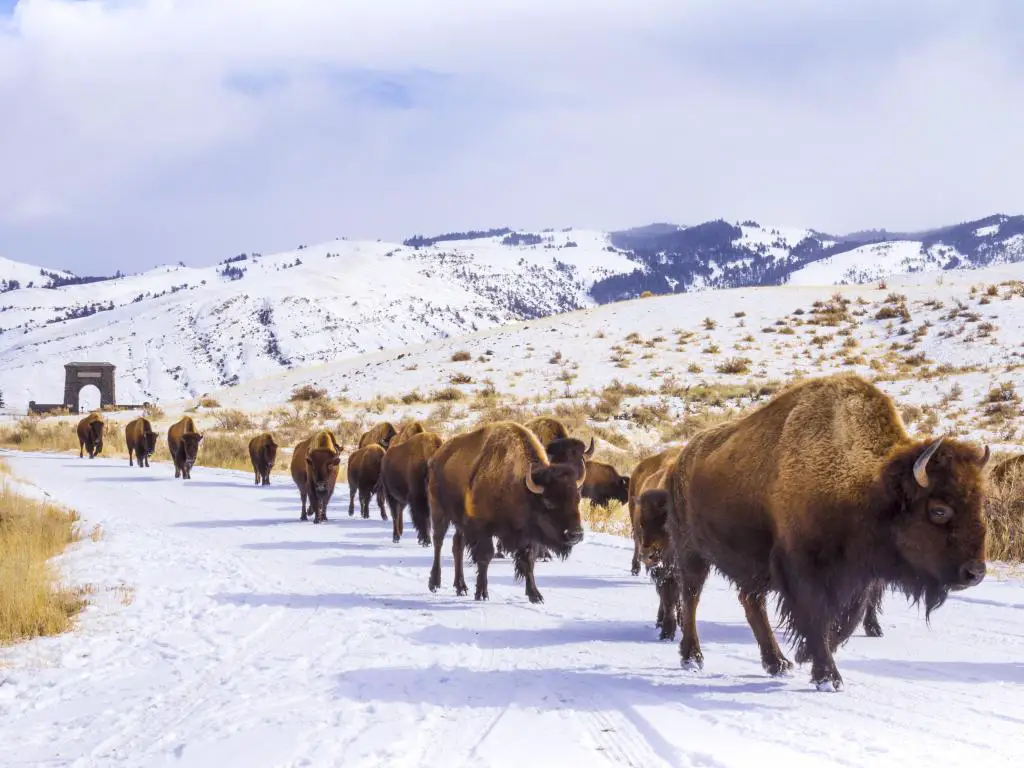 Manada de bisontes en el Parque Nacional de Yellowstone durante el invierno