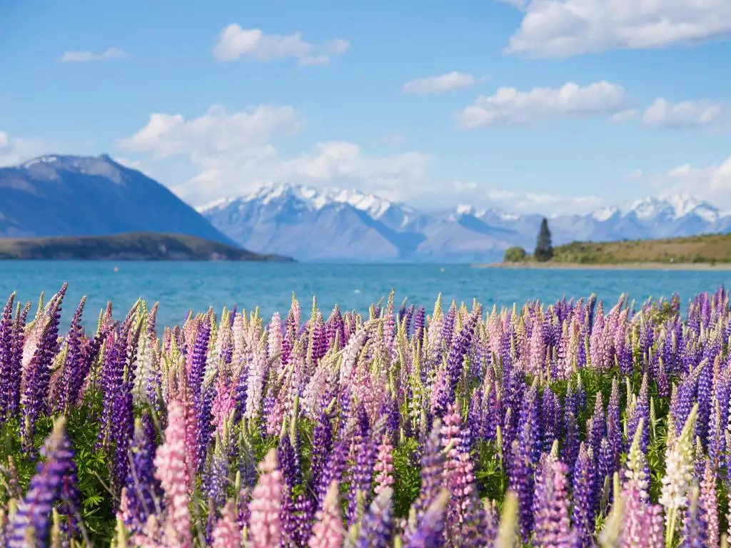Lago Tekapo, Nueva Zelanda con hermosas flores lupinas en primer plano y el lago y las montañas a lo lejos. 