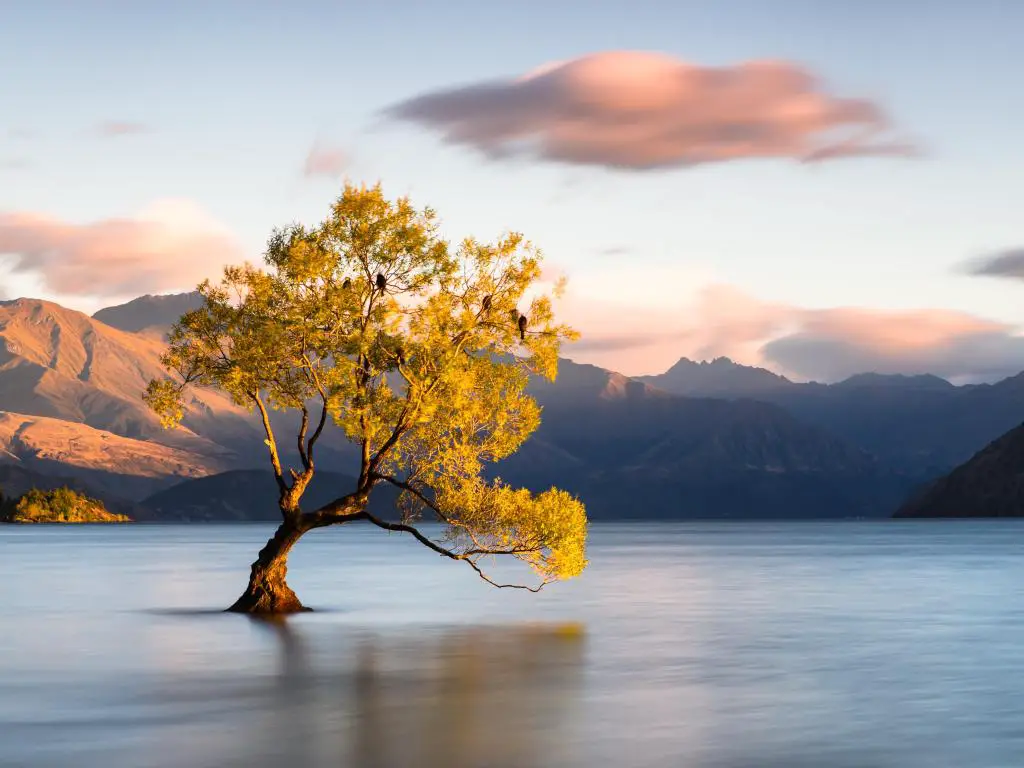 Lago Wanaka, Nueva Zelanda con un hermoso árbol dorado dentro del lago y montañas al fondo.