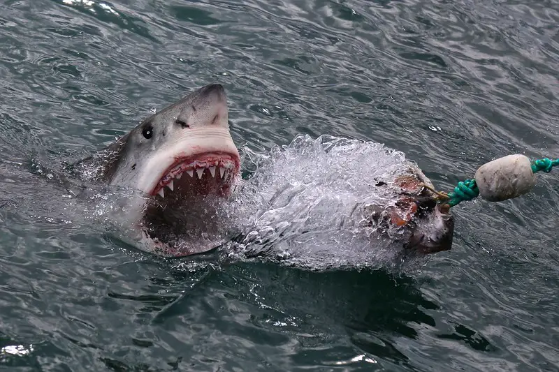 Gansbaai Sudáfrica Gran tiburón blanco Buceo en jaula