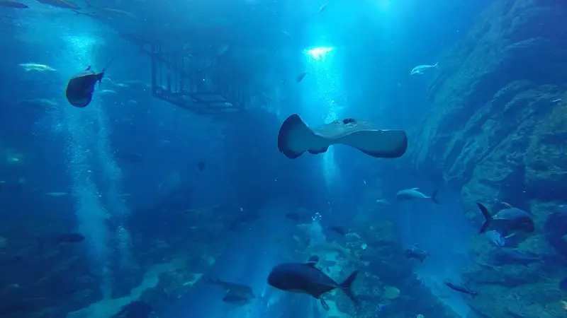 Buceo en el Dubai Mall Aquarium