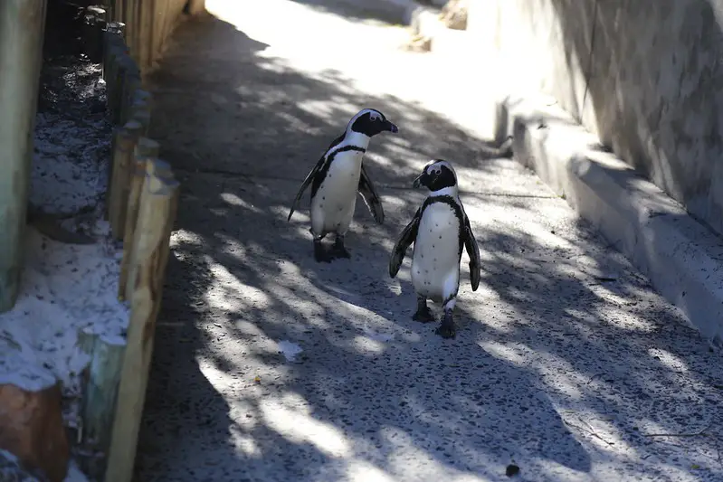 Pingüinos de Boulders Beach Sudáfrica