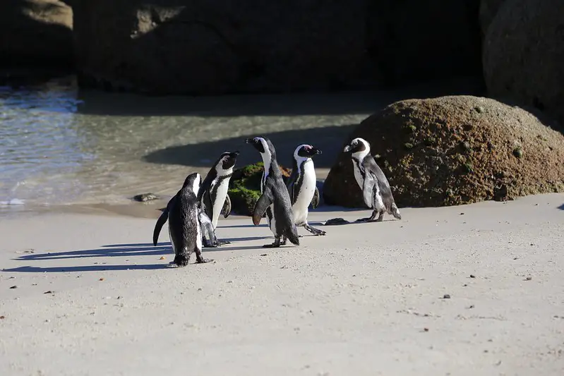 Pingüinos de Boulders Beach Sudáfrica