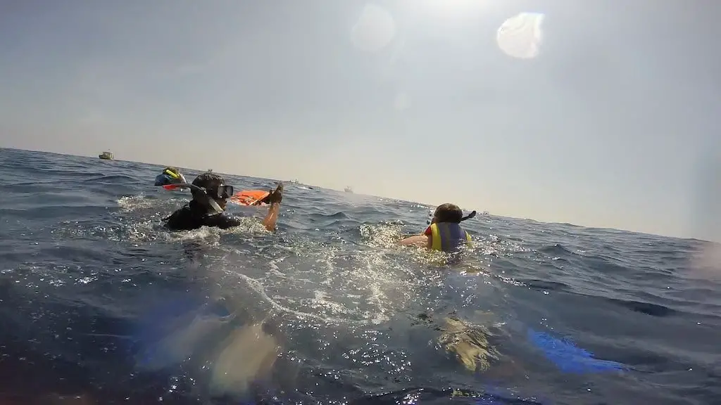 Snorkel con tiburon ballena