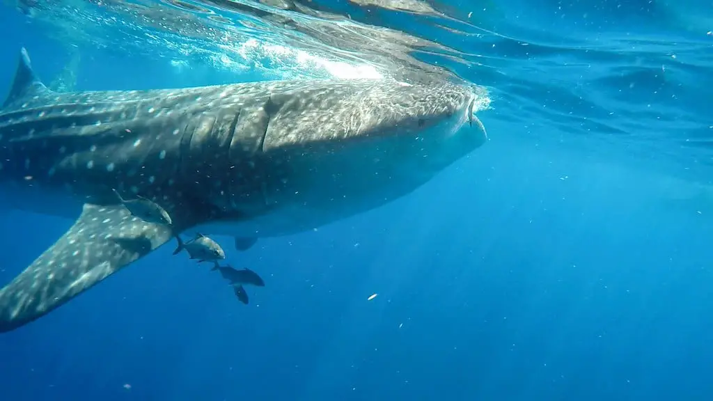Tiburón ballena holbox nadando