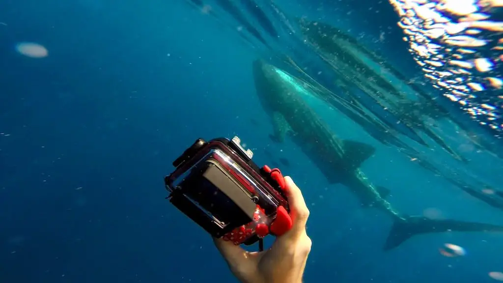 Tiburón ballena holbox nadando