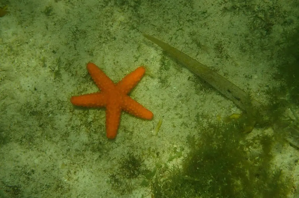estrella de mar naranja